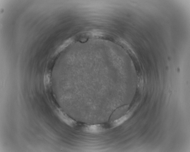 X0000081570382200701291221