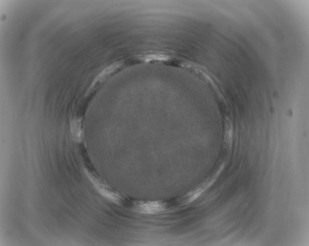 X0000081570383200701291221