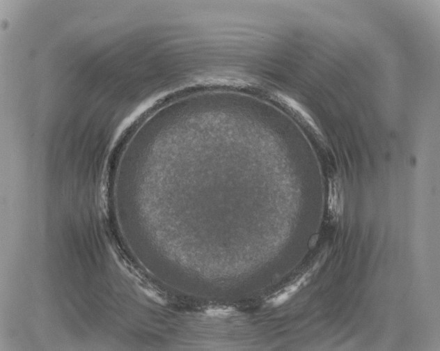 X0000081570388200701291220