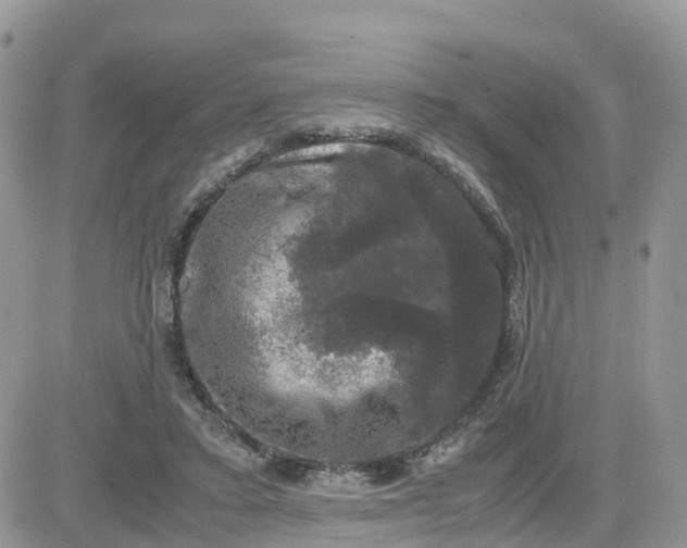 X0000081570403200701291220