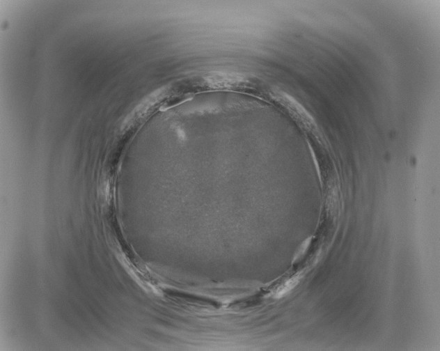 X0000081570405200701291220