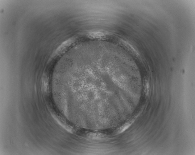 X0000081570408200701291220