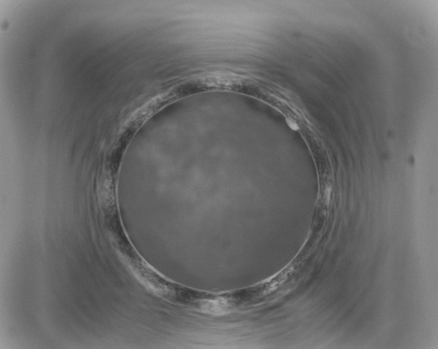 X0000081570411200701291220