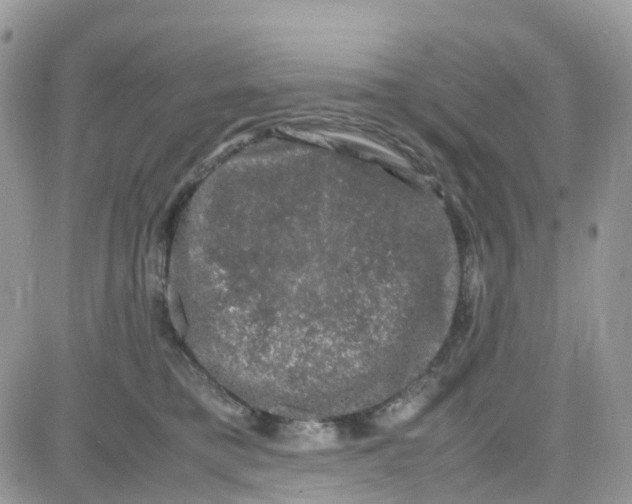 X0000081570421200701291220