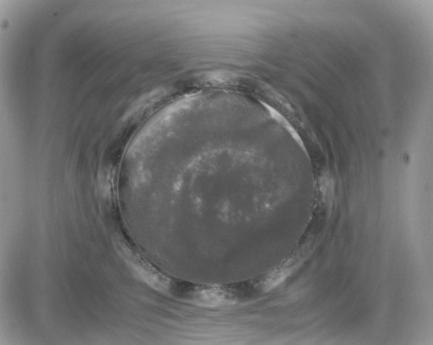 X0000081570423200701291220