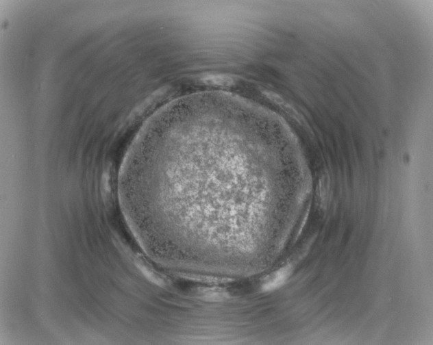 X0000081570424200701291220