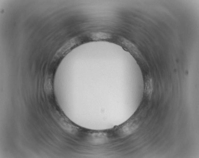 X0000081570426200701291219