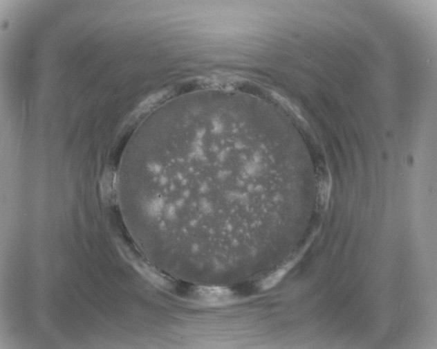 X0000081570429200701291219