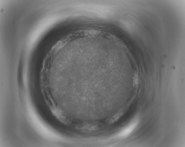 X0000081570431200701291219