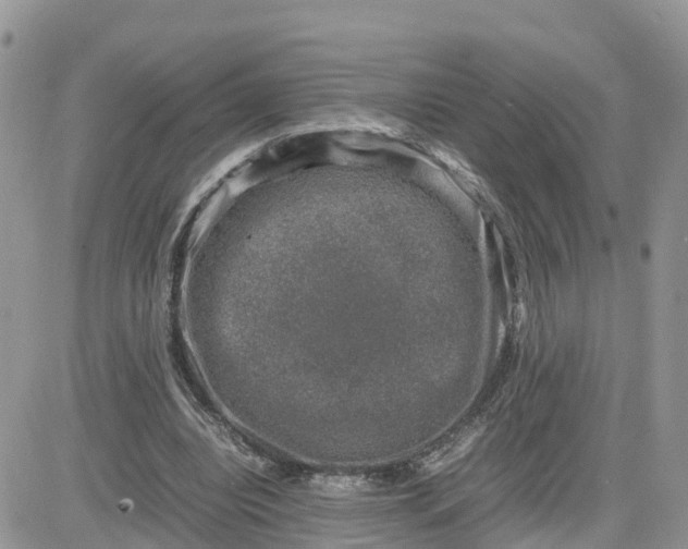 X0000081570440200701291219