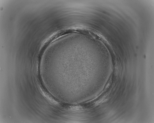 X0000081570446200701291219