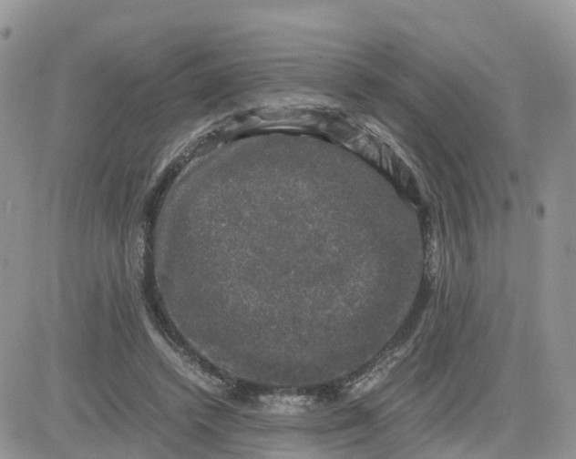 X0000081570448200701291219