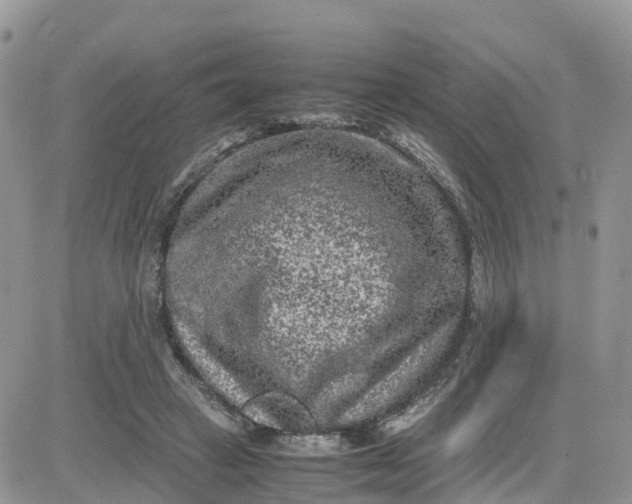 X0000081570449200701291219