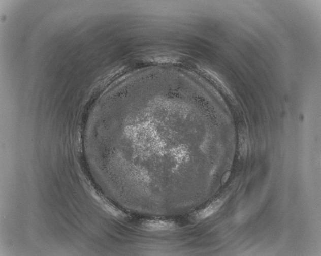 X0000081570453200701291219