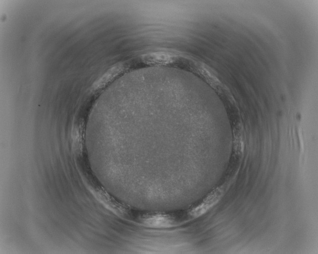 X0000081570460200701291219