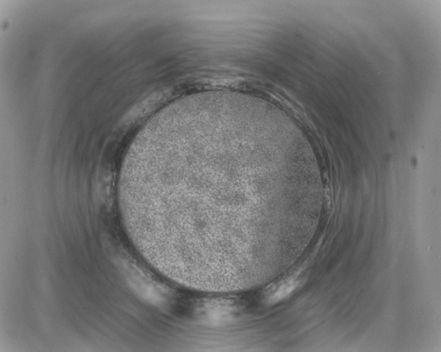 X0000081570462200701291219