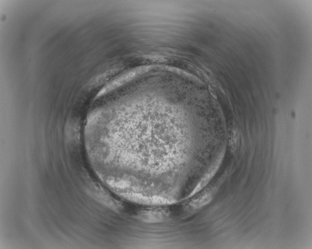 X0000081570466200701291219