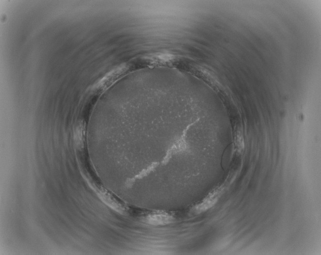 X0000081570468200701291219