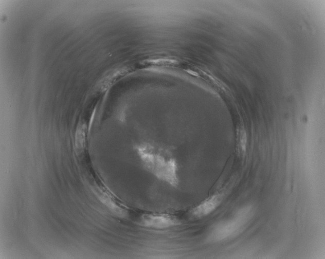 X0000081570475200701291219