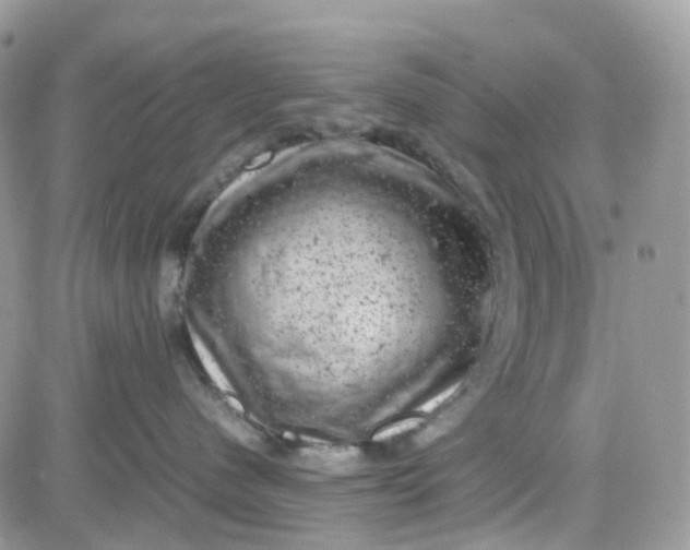 X0000081570480200701291219