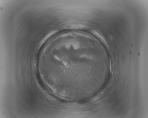 X0000081570483200701291219