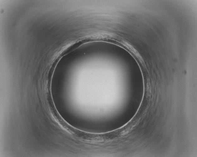 X0000081570485200701291219