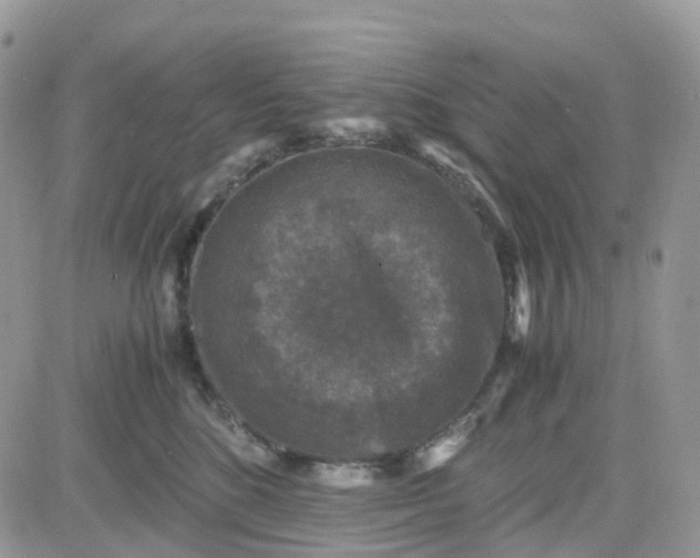 X0000081570520200701291218