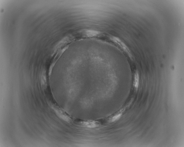 X0000081570524200701291218