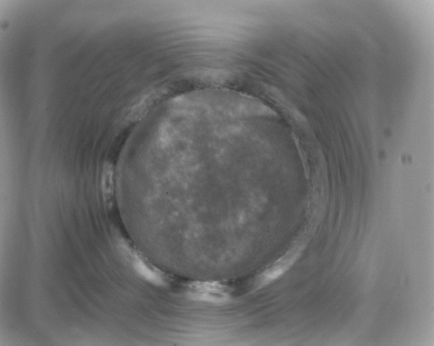 X0000081570528200701291218