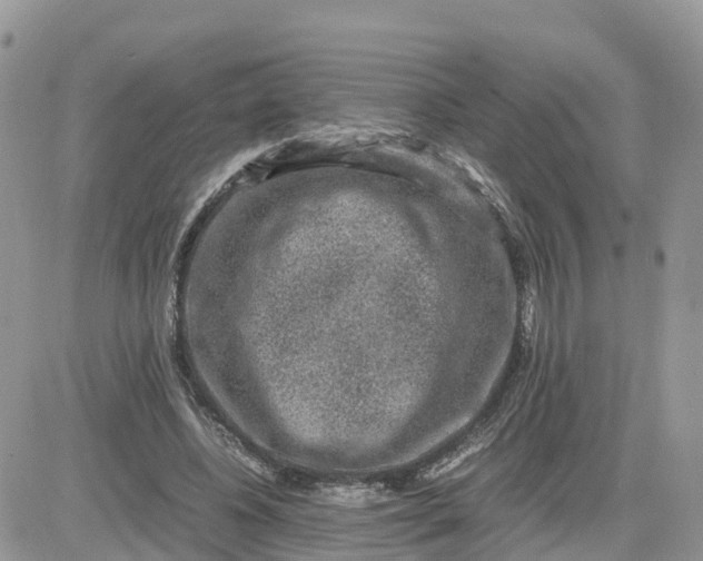 X0000081570540200701291217