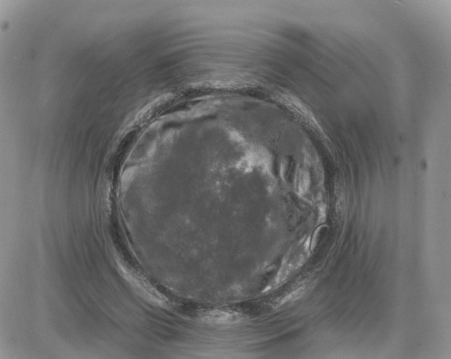 X0000081570542200701291217