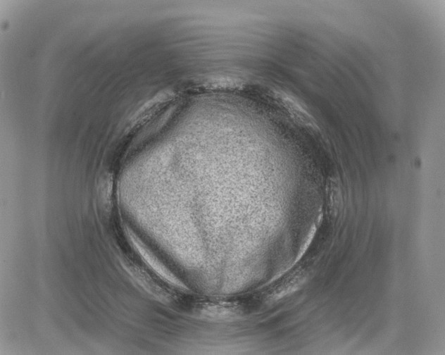 X0000081570550200701291217