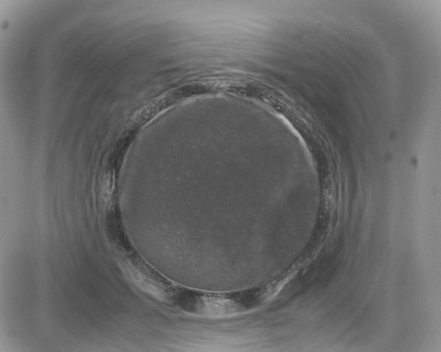 X0000081570605200701291217