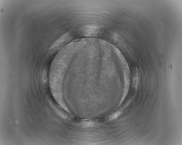 X0000081570620200701291216