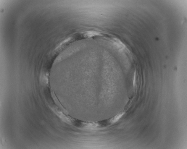 X0000081570621200701291216