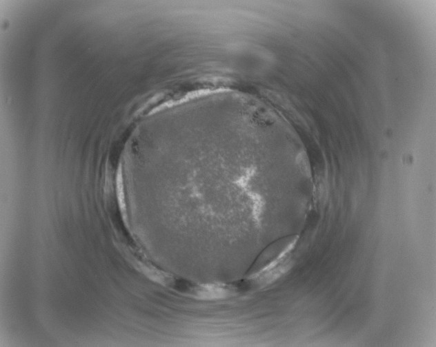 X0000081570623200701291216