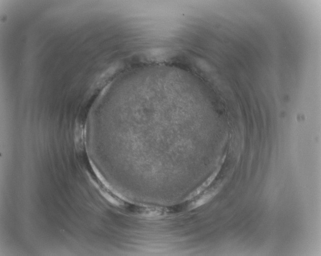 X0000081570624200701291216