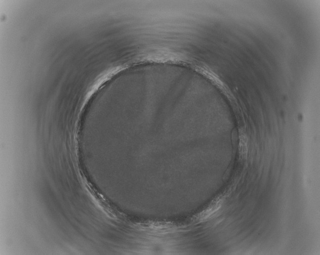 X0000081570626200701291215