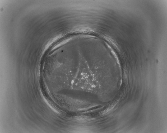 X0000081570630200701291216