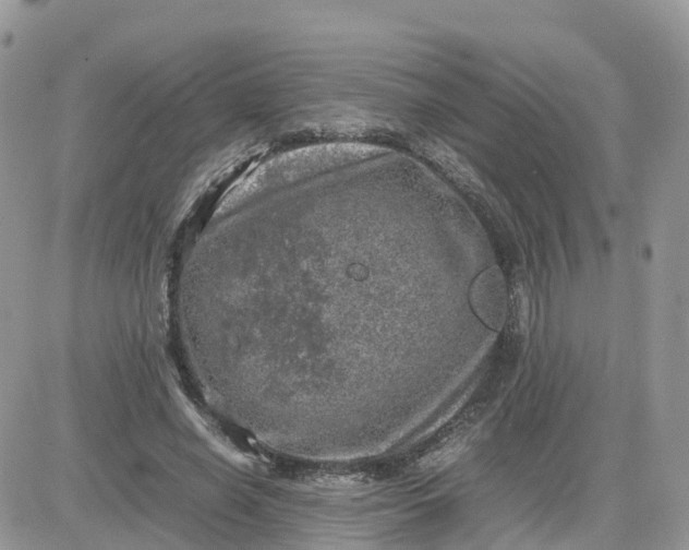 X0000081570638200701291216