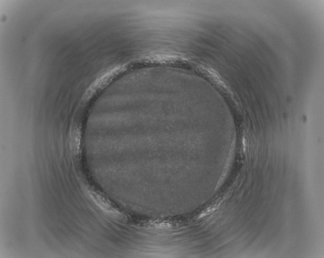 X0000081570640200701291216