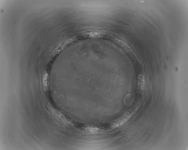 X0000081570650200701291216