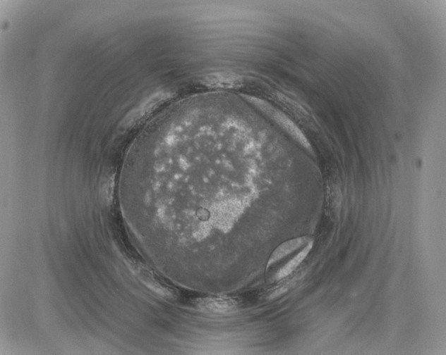 X0000081570652200701291216