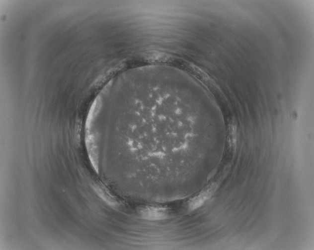 X0000081570664200701291216