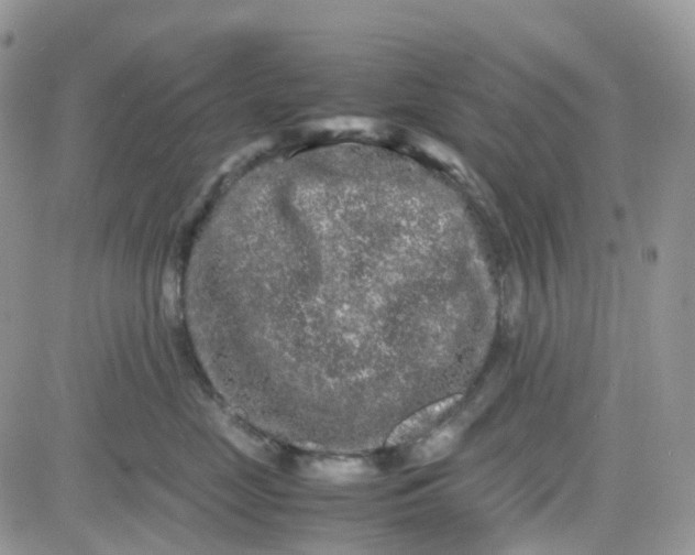 X0000081570669200701291216