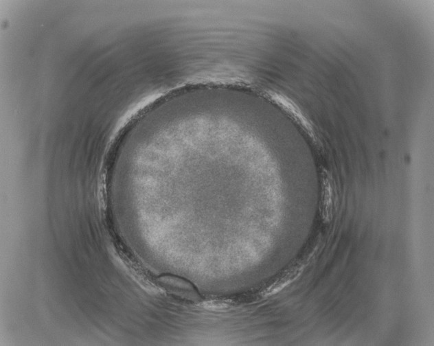 X0000081570680200701291215