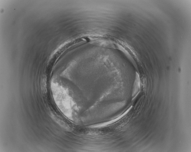 X0000081570684200701291215