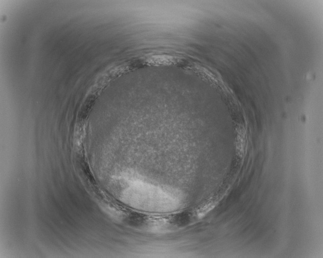 X0000081570701200701291215