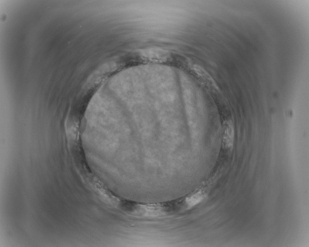 X0000081570713200701291215