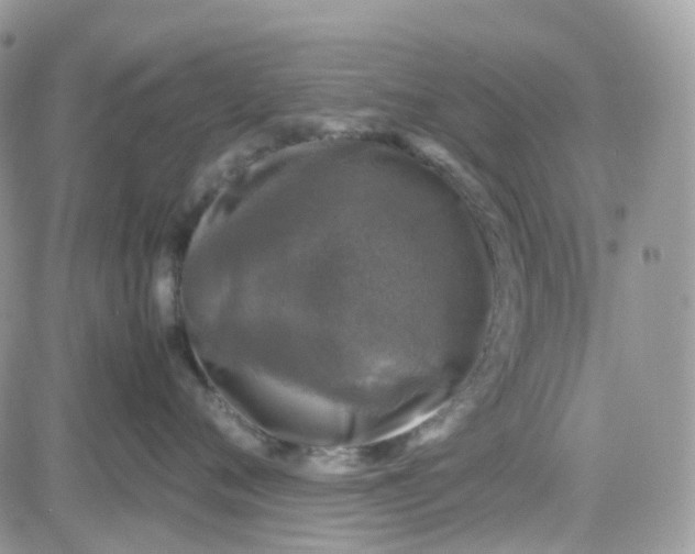 X0000081570720200701291215